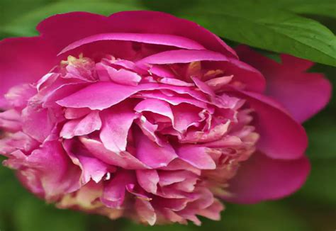 peonie tudor